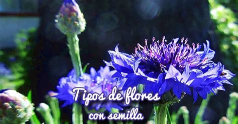 Top 20 Tipos De Semillas De Flores Más Fáciles De Sembrar