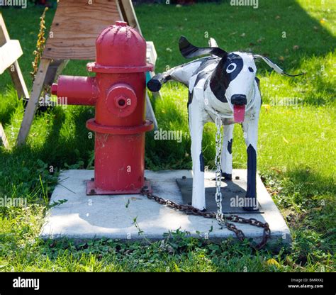 Why Do Dogs Like Fire Hydrants