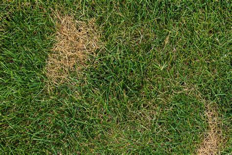 Things You Need To Know About Turfgrass Disease