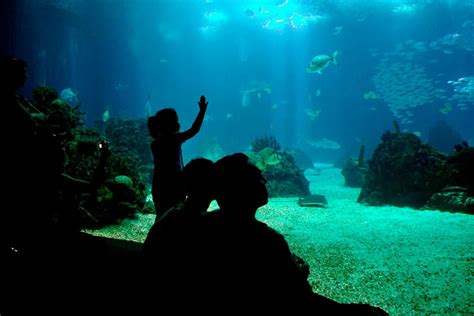 Best Aquariums In The World News Zee News