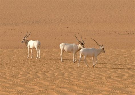 Niger Turns To Drones To Protect Precious Wildlife