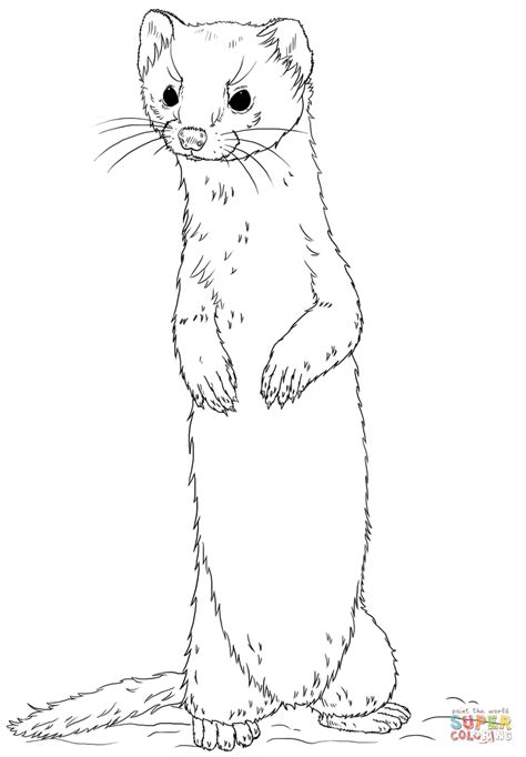 Download Weasel Coloring For Free Designlooter 2020 👨‍🎨