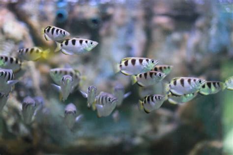 19 Best Fish Species For Brackish Water Aquariums Care Tips