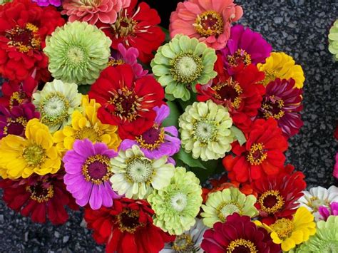 Zinnia Flower Varieties Colorful Easy Fast Growing Old Farmers