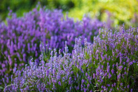 Heather Flower Free Stock Photo Public Domain Pictures