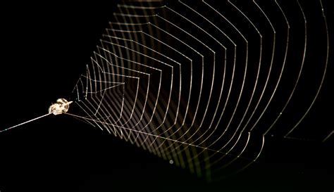 Video Clever Spider Uses Its Web Like A Slingshot To Capture Insects
