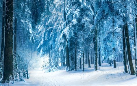 Nature Landscapes Trees Forest Path Roads Trail Winter Snow Seasons