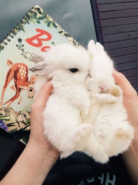 A Handful Of Twin Fluffy Baby Bunnies What Could Be Better Cute