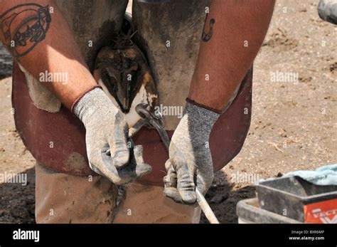 Ferrier Clipping Horse Hoof Before Horse Shoeing Denver Colorado