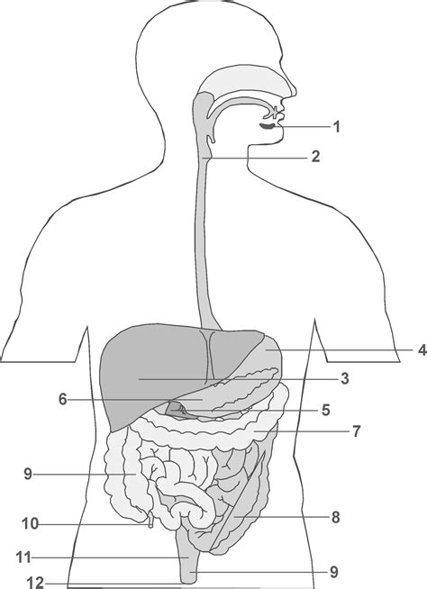 Blank Diagram Of Digestive System