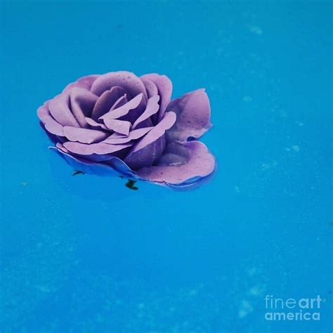 Lavender Rose Photograph By M West