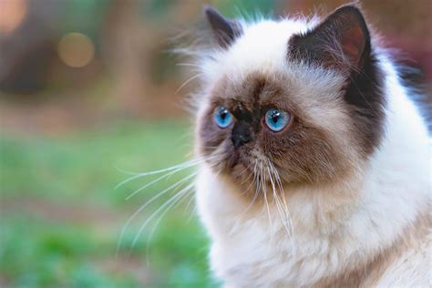 Are Himalayan Cats Good With Dogs