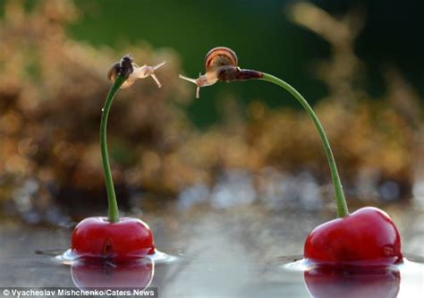 Two Snails Lean In For A Kiss While Perched On Top Of Cherry Stems