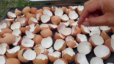 Tart telur ini sedap dan mudah di sediakan. Tips cara buat baja organic dari kulit telur untuk tanaman ...