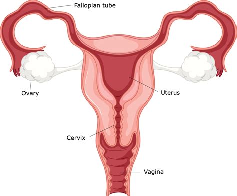 Female Reproductive System Diagram Ovum All In One Photos The Best