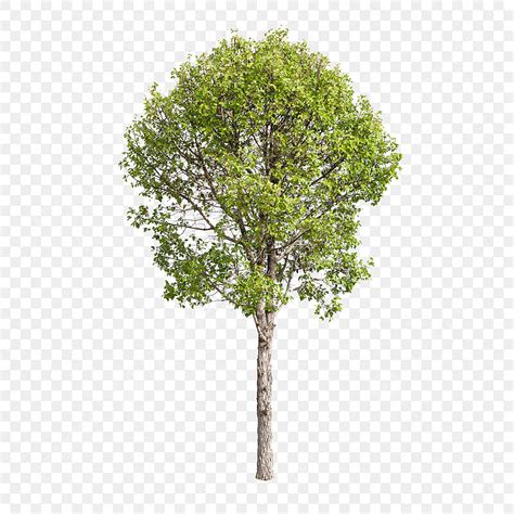 Isolated Tree Png Transparent Isolated Trees On White Background