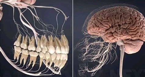Photographs Revealing The Series Of Nerves Connected To The Human Jaw