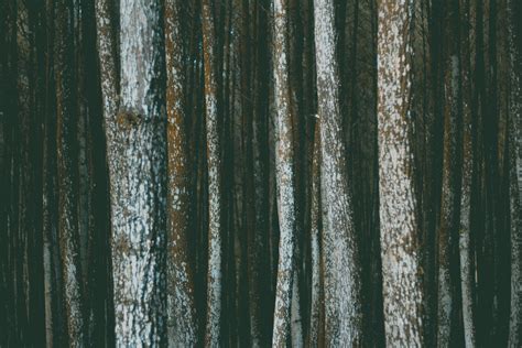 Free Stock Photo Of Bark Forest Pile