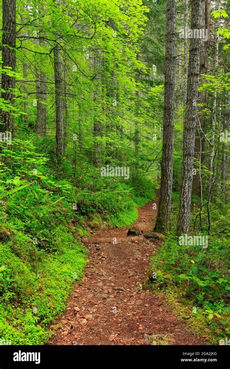 A Exterior Of An Pacific Northwest Forest Trail Stock Photo Alamy