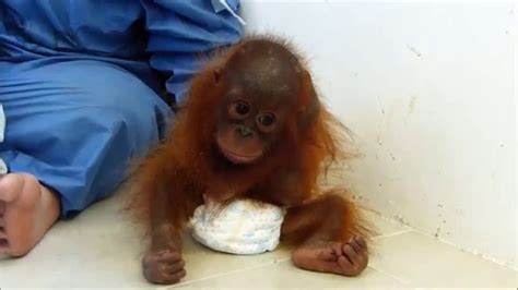 Iar Releases Distressing Video Of Baby Orangutan