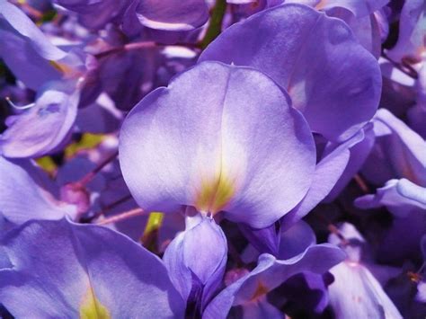 1366x768 Wallpaper Purple Petaled Flower Peakpx