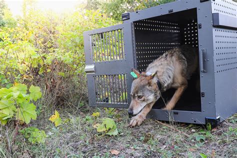 Opt Wolf Pack To Be Targeted Ferry County Rancher Shoots Wolf The