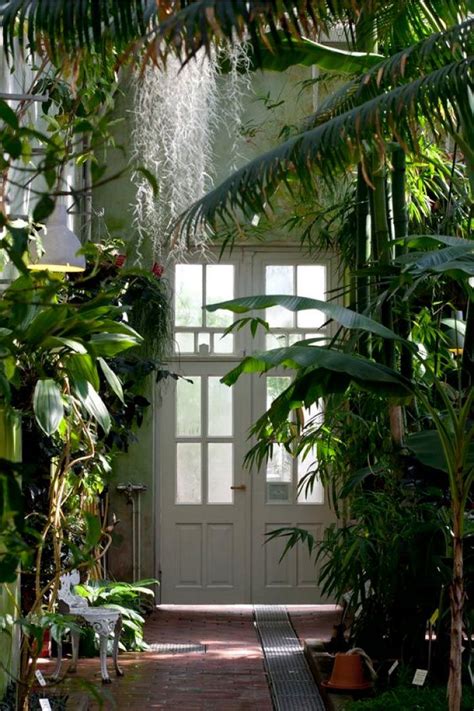 Come pulire l'aria viziata le piante che purificano l'aria: Piante oversize per valorizzare la casa | Giardinaggio di interni, Casa bohemien e Giardino interno
