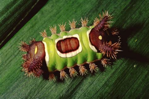 Saddleback Caterpillar Pictures Az Animals
