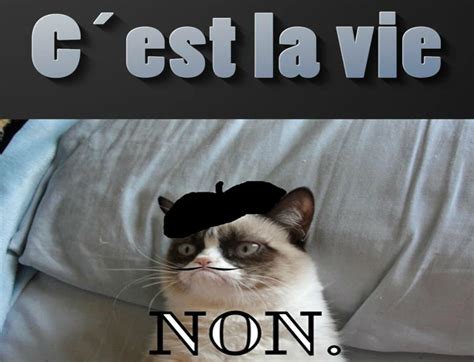 Cat Meme Quote Funny Humor Grumpy French Sadic Wallpapers Hd