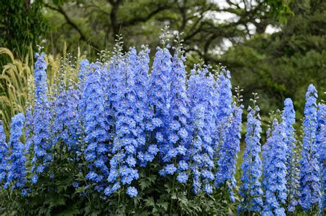 How To Grow Delphiniums Blue Flowers Garden Delphinium Flowers