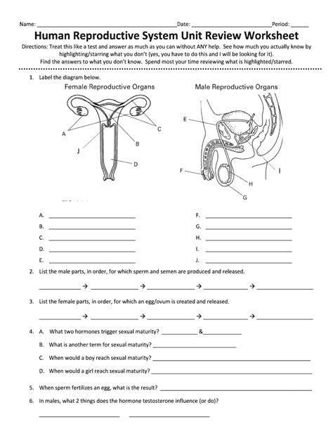 Human Reproductive System Worksheets