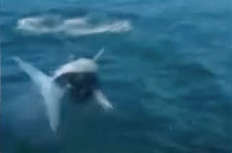 Mako Shark Jumps Onto Boat Off Maine Coastal Angler And The Angler Magazine
