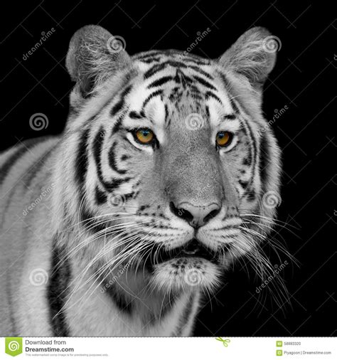 Black And White Bengal Tiger Stock Photo Image 58883320