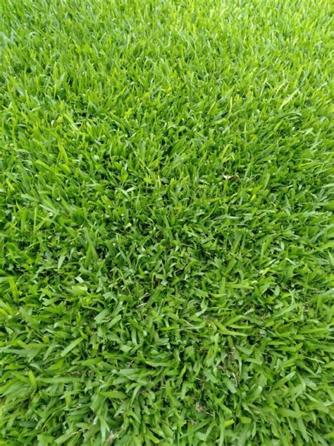 Broad Leaf Carpet Grass Axonopus Compressus Asepsis Limited