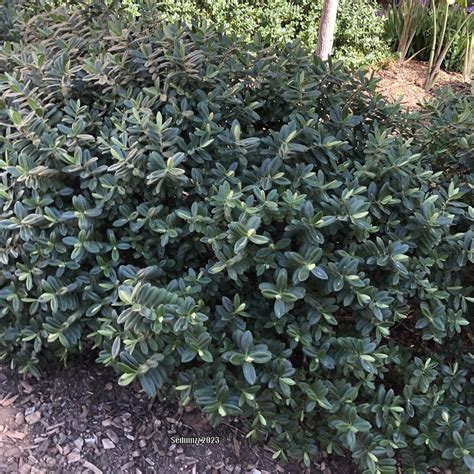 Photo Of The Entire Plant Of Showy Hebe Veronica Speciosa Posted By