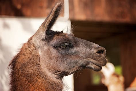 Free Images Zoo Fur Brown Fauna Kangaroo Close Up Llama