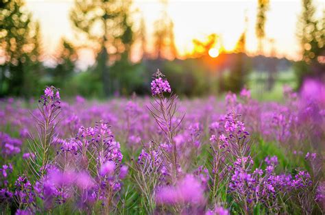 Field Of Fireweed Flowers At Sunset Photograph By Chris Hendrickson