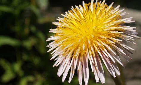 Give Your Dandelions A Closer Look You May Find A New Species