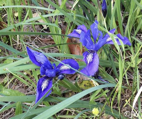 May 28, 2021 · california sweetshrub, also known as california spicebush, is a flowering bush with a rounded, upright growth habit. Iris macrosiphon | California Flora Nursery