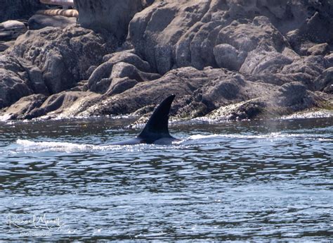 Biggs Killer Whales T37as Orca Spirit Adventures Flickr