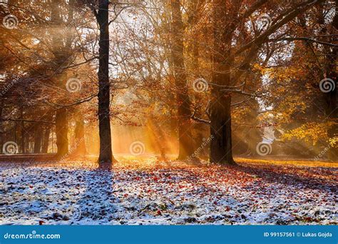 Magical Autumn Scenery With Morning Fog Stock Image Image Of Park