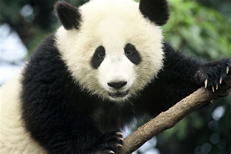 Panda Pandas Baer Bears Baby Cute 1 Wallpapers Hd Desktop And