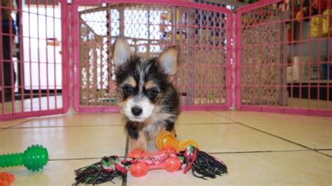 Puppies For Sale Local Breeders Cute Chorkie Puppies For Sale In