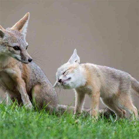 Californias Central Valley Defenders Of Wildlife