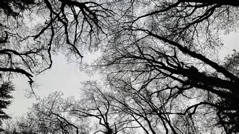 Black And White Leafless Trees Grove Wallpaper Stock Image Image Of