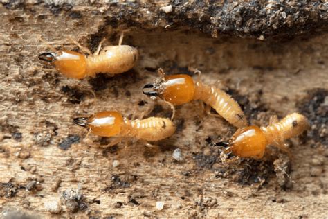Arizonas Three Most Common Types Of Termites Insectek Pest Solutions
