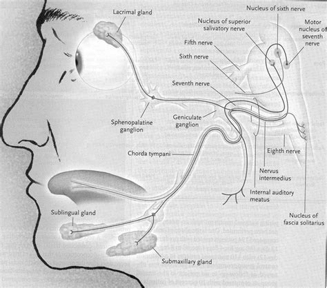 Functional Anatomy Of The Facial Nerve Facial Nucleus Is In The Caudal