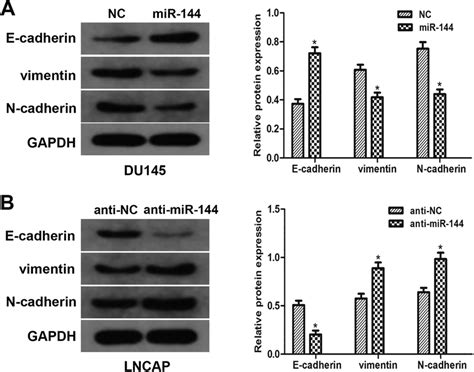 effects of mir 144 on epithelial mesenchymal transition emt in download scientific diagram