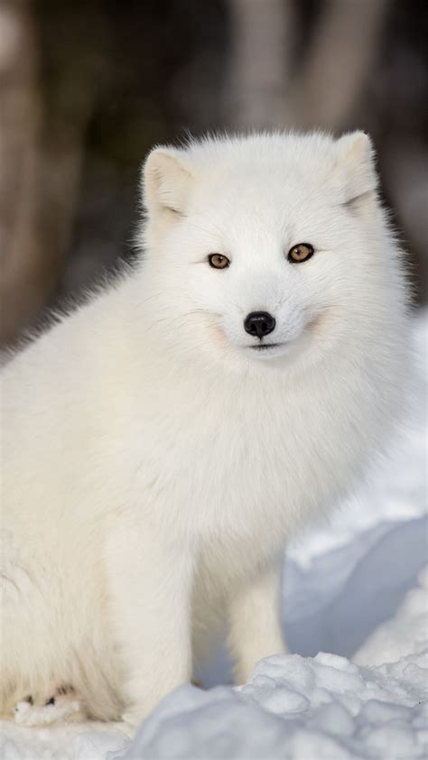 Arctic Fox Wallpaper 73 Images