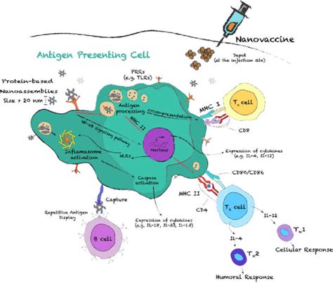 Schematic Representation Of The Contributions Of Antigen Presenting
